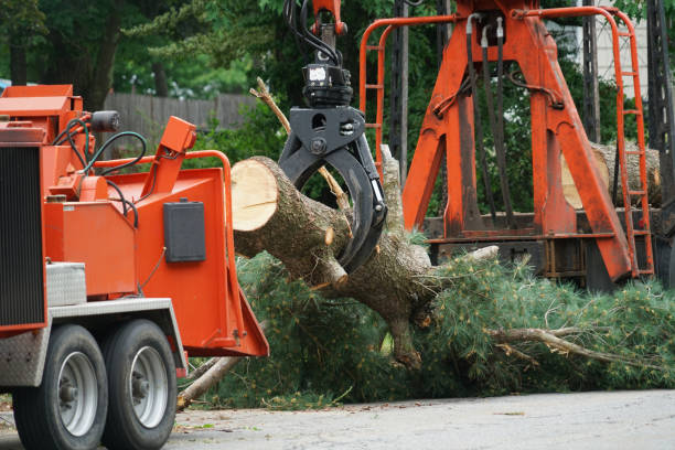 Best Affordable Tree Cutting  in USA